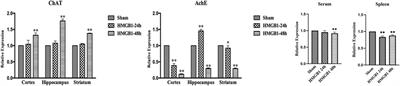 Antagonism of Cerebral High Mobility Group Box 1 Ameliorates Dendritic Cell Dysfunction in Sepsis